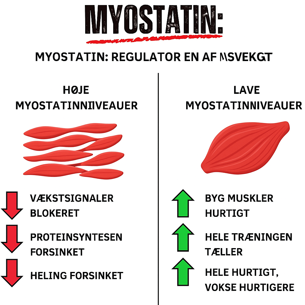 Anaboost™ | Fra “Dad Bod” til stærk og selvsikker efter 40