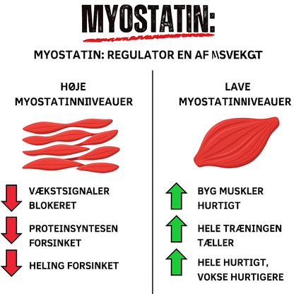 Anaboost™ | Fra “Dad Bod” til stærk og selvsikker efter 40