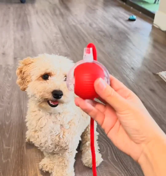 NovaBall™ | Den smarte måde at berolige din hund naturligt