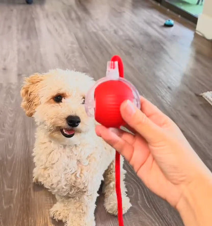 NovaBall™ | Den smarte måde at berolige din hund naturligt